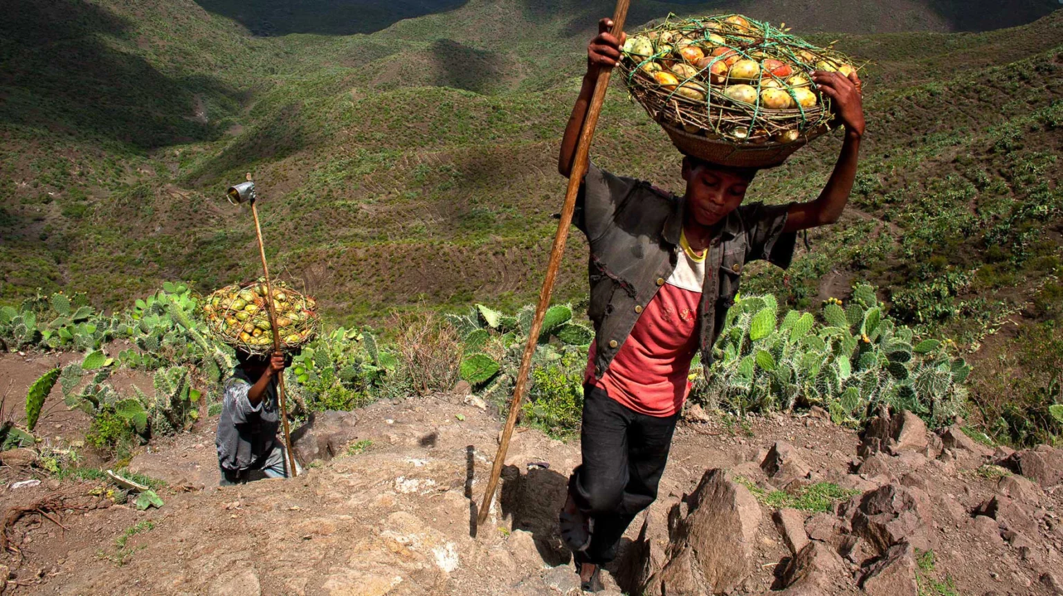 Agricultural Innovation in Somalia: Solutions to Food Insecurity