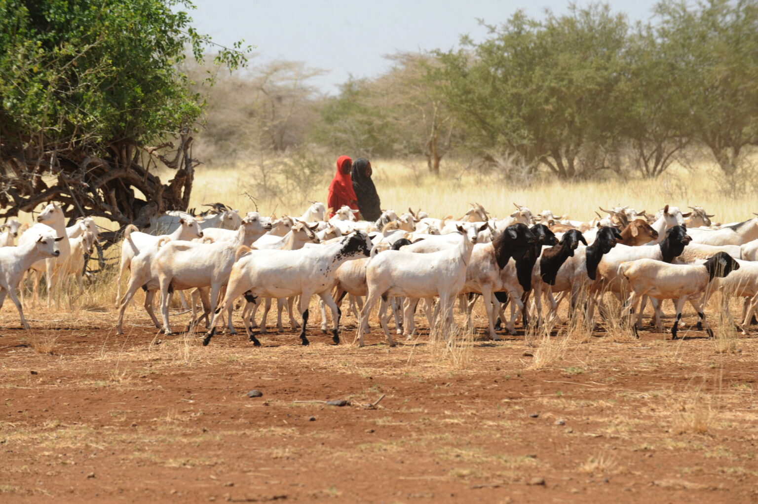 Harsh Impacts of Qatar Ban on Somali Meat Imports Harsh Impacts of Qatar Ban on Somali Meat Imports