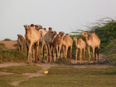 How Can Somalia Livestock Sector Drive Economic Growth and Achieve Food Security