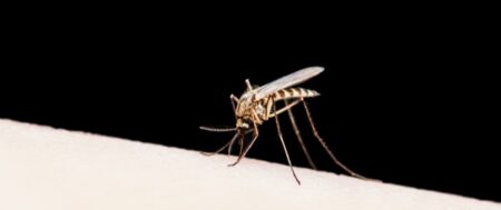 Explore the Symptoms of Malaria and The Effective Treatment What are the Symptoms of Malaria and How to Treat it?