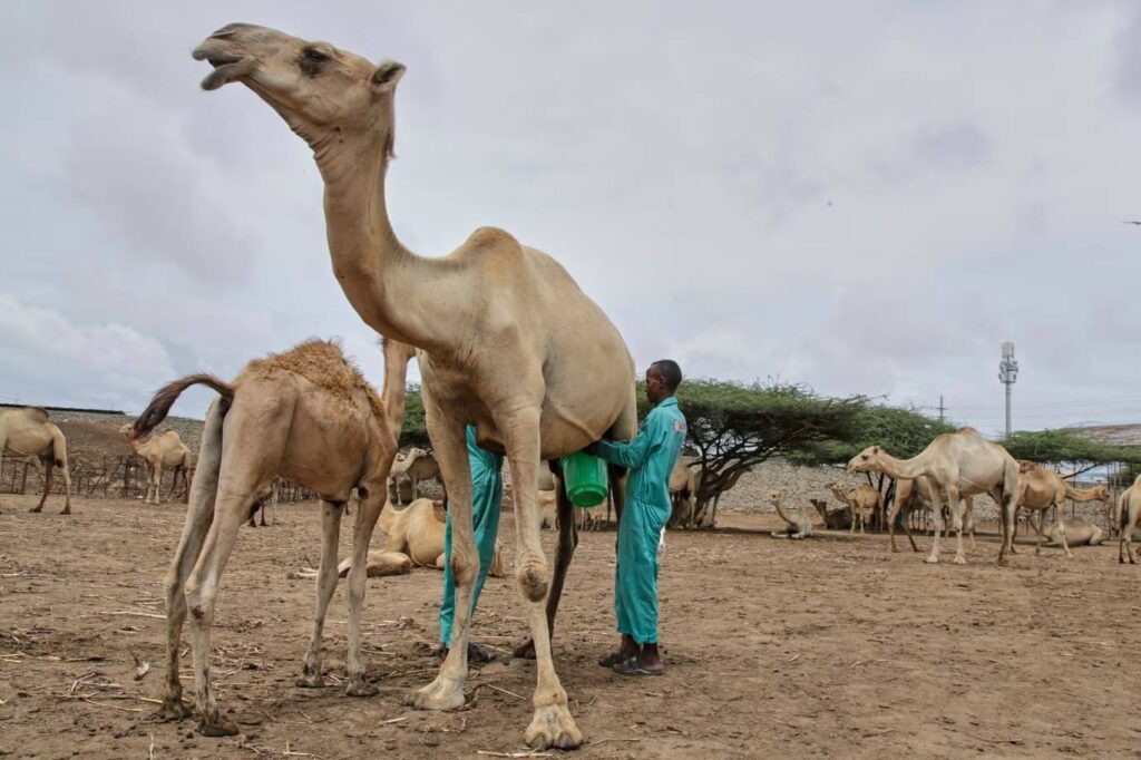 Somalia Camel Milk Revolution: From Desert Tradition to Urban Superfood