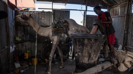 Camel Farming in Somalia 2025: A New Source of Income and Hope for Families