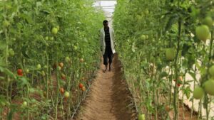 From Illegal Migration to Thriving Farms: How Somali Youth Are Rebuilding Their Future?