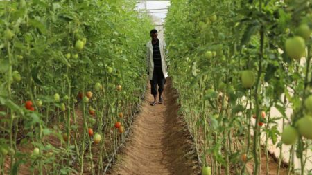 From Illegal Migration to Thriving Farms: How Somali Youth Are Rebuilding Their Future?