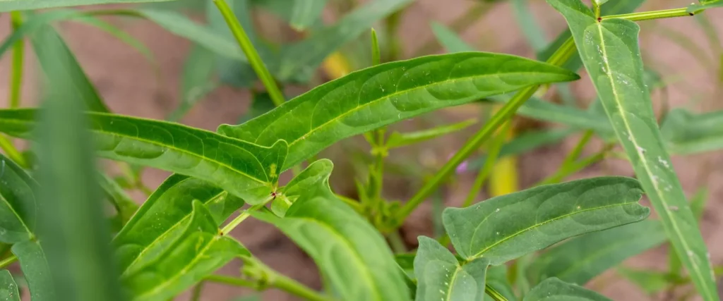 How Will Project REACT Boost Baidoa's Food Security by 2028