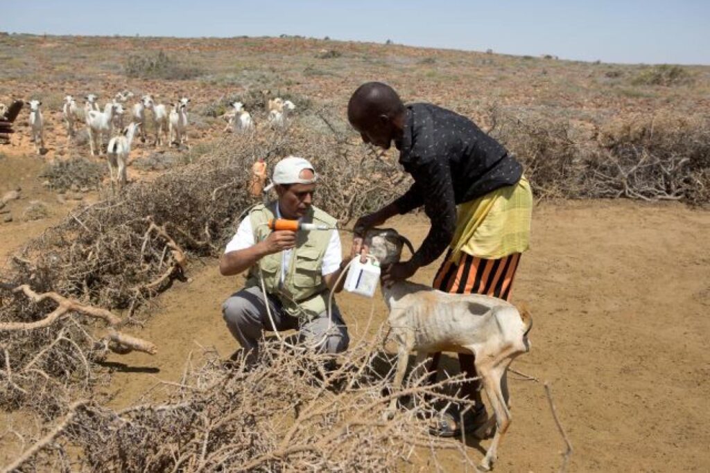 FODDER DEVELOPMENT IN SOMALIA