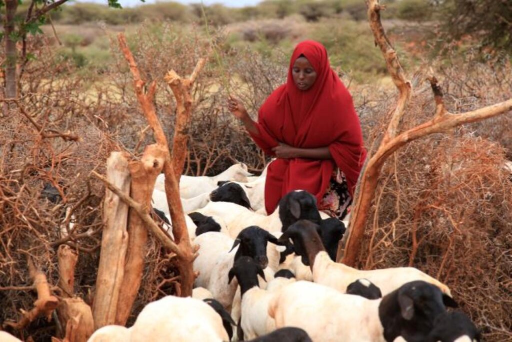 FODDER DEVELOPMENT IN SOMALIA