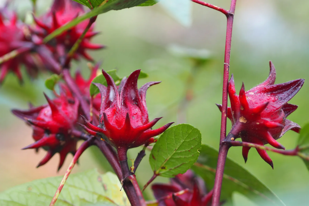 Hibiscus Tea Benefits