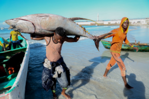 Indian Ocean coast: Somalia’s blue line shapes our future