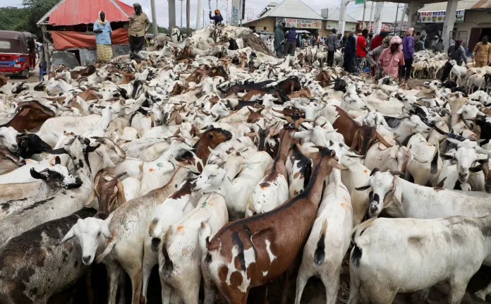 Somali Livestock Value