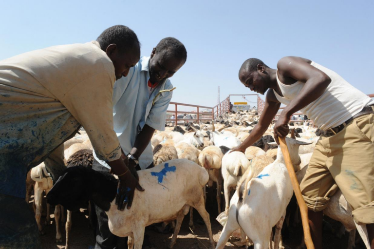Somali Livestock Value Powers Somali Wealth