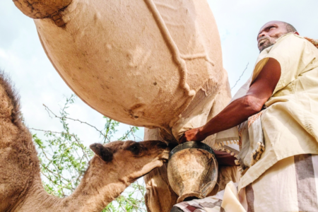Why is the Somali camel culture so important to the nomadic life? Why is the Somali camel culture so important to the nomadic life?