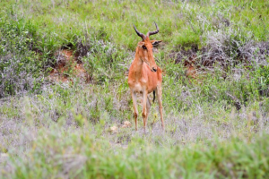 Somalia Wildlife Parks: Why They Matter to Nature Lovers Worldwide