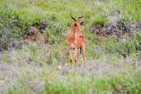 Somalia Wildlife Parks: Why They Matter to Nature Lovers Worldwide Somalia Wildlife Parks: Why They Matter to Nature Lovers Worldwide