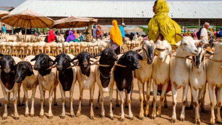 Somali Traditional Markets: Can They Revive the Economy? Somali Traditional Markets: Can They Revive the Economy?