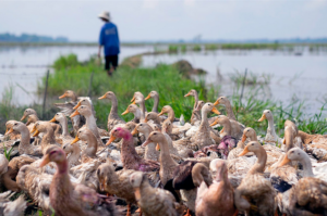 Animal origin diseases: Why the global concern? Animal origin diseases: Why the global concern?