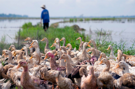 Animal origin diseases: Why the global concern?