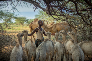 Somalia livestock wealth how does it support the whole nation