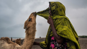 Somali Culture Shift: From Camels to Digital Connectivity Today