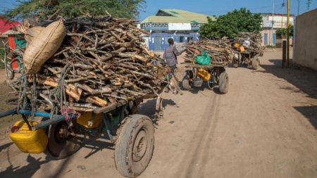 Somalia Reforestation Efforts Restore Land and Communities Somalia Reforestation Efforts Restore Land and Communities